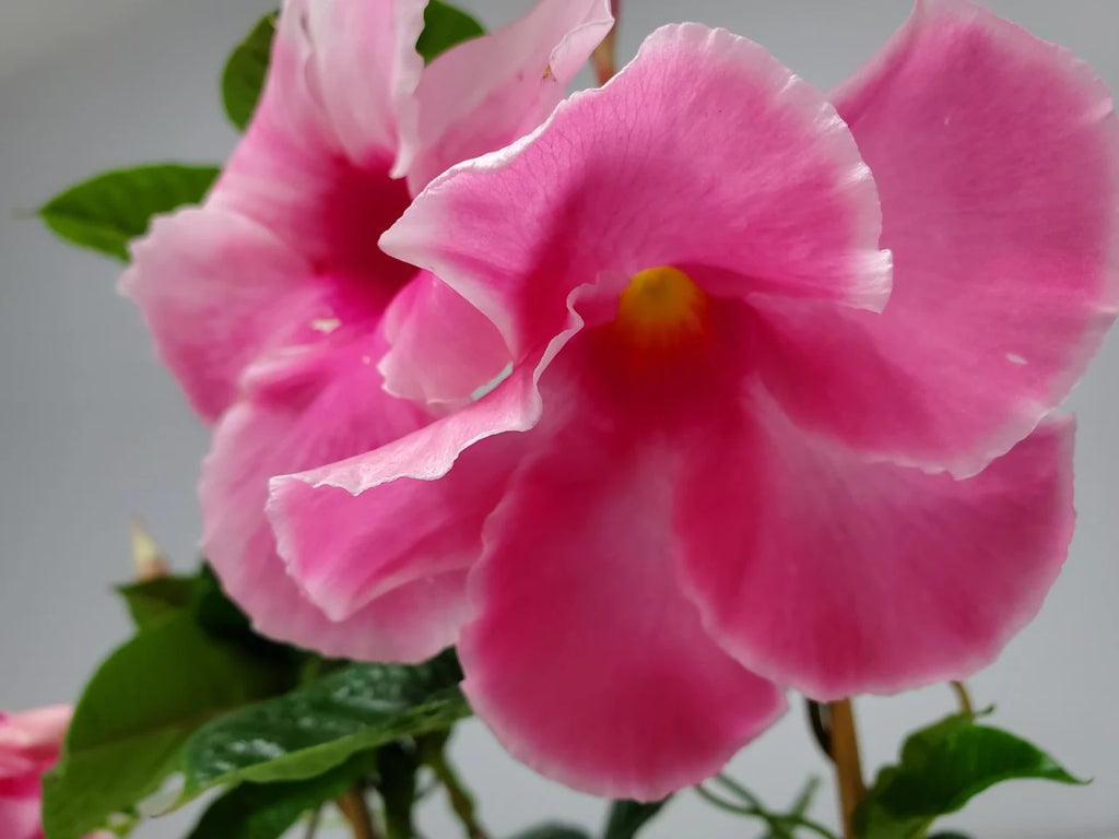 Pink Mandevilla Vine on Starter Trellis X98972