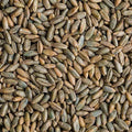 25 LB Bag Of Rye Berries J253701