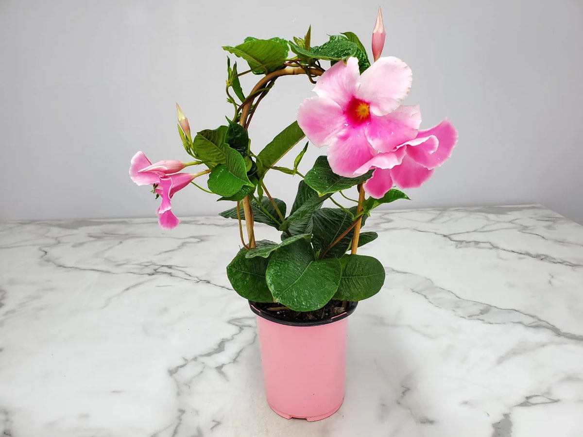 Pink Mandevilla Vine on Starter Trellis X98972