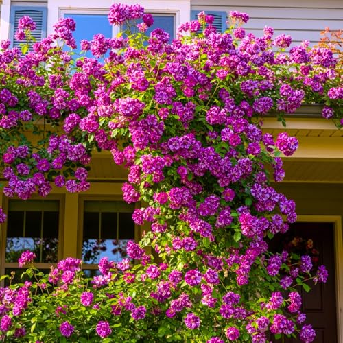 Climbing Roses Live Plants 6-8 Months Old Q9938