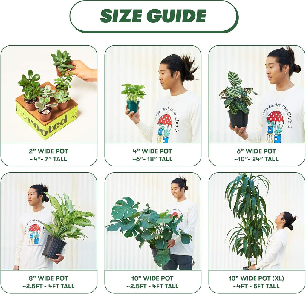 Monstera Dubia, 4 inch Pot U33435
