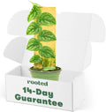 Monstera Dubia, 4 inch Pot U33435