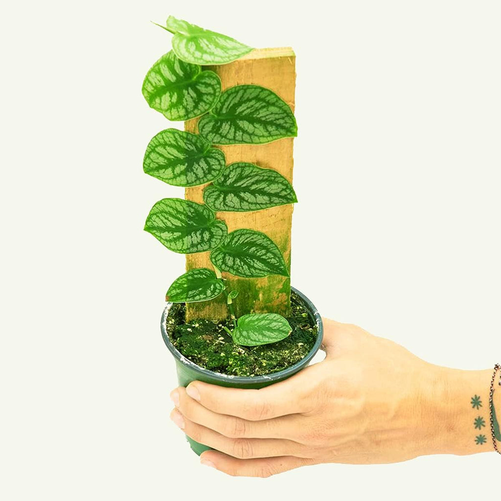 Monstera Dubia, 4 inch Pot U33435