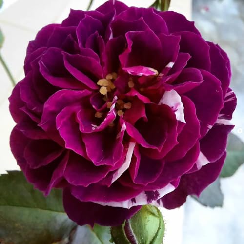 Climbing Roses Live Plants 6-8 Months Old Q9938