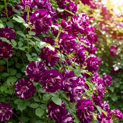 Climbing Roses Live Plants 6-8 Months Old Q9938