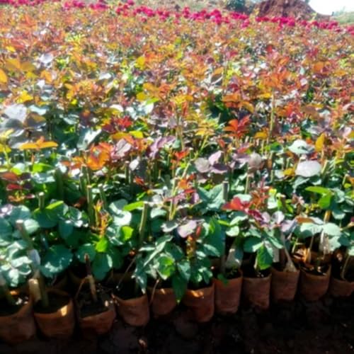 Climbing Roses Live Plants 6-8 Months Old Q9938