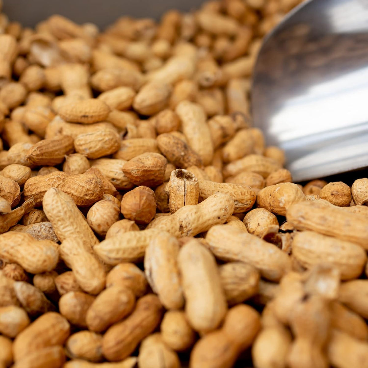 Bulk Raw Peanuts in Shell, Virginia Grown (25 lb box) J79039