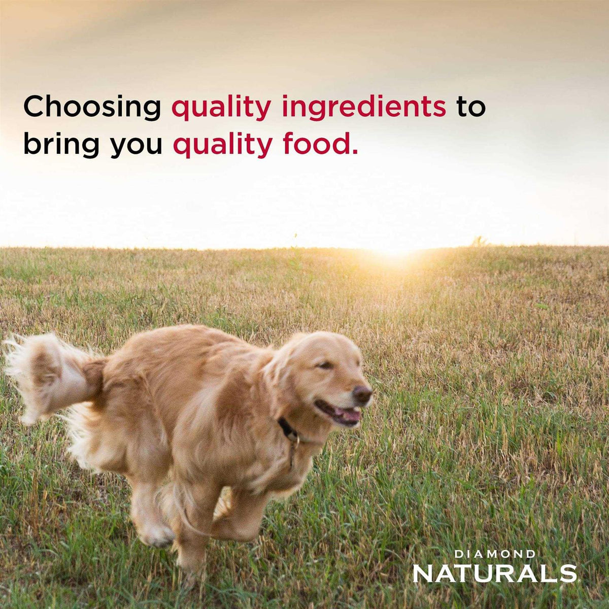 Large Breed Puppy Lamb Rice Food E355728