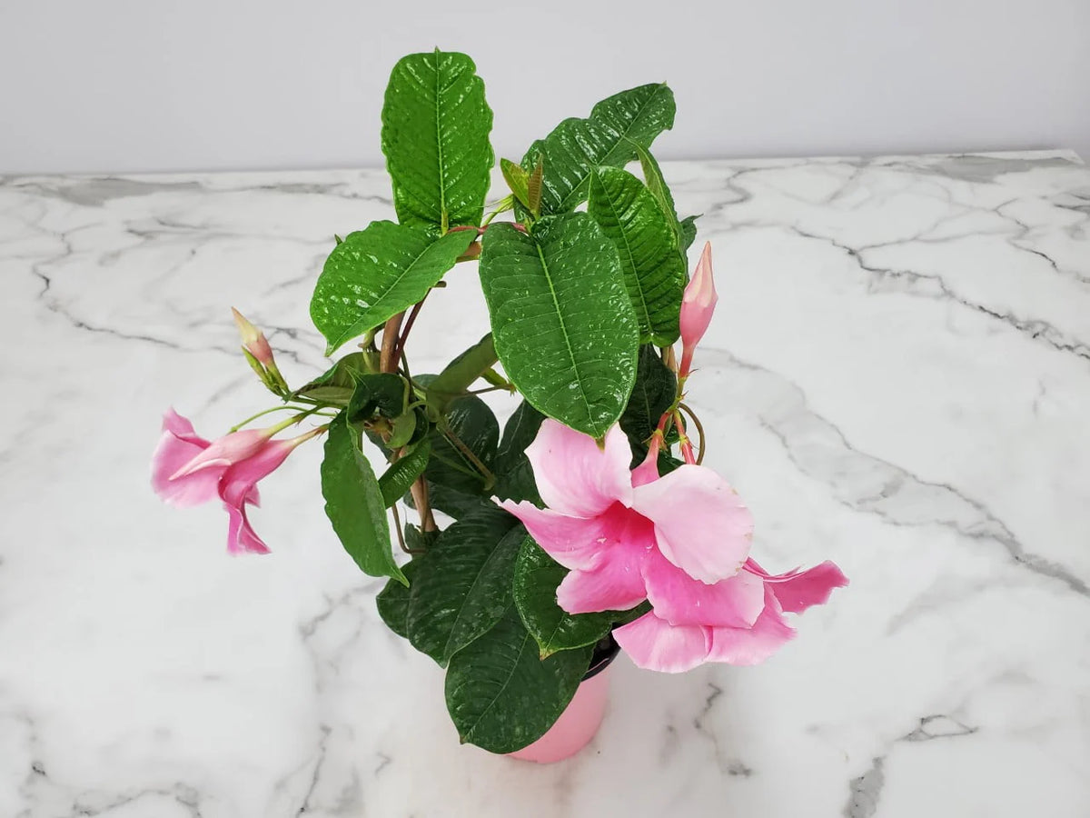 Pink Mandevilla Vine on Starter Trellis X98972