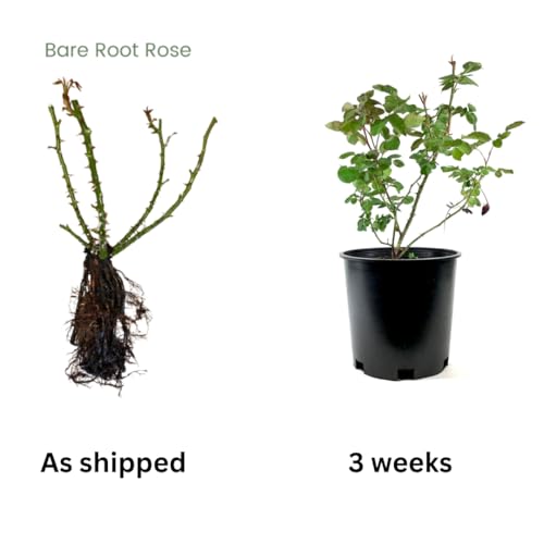 Climbing Roses Live Plants 6-8 Months Old Q9938