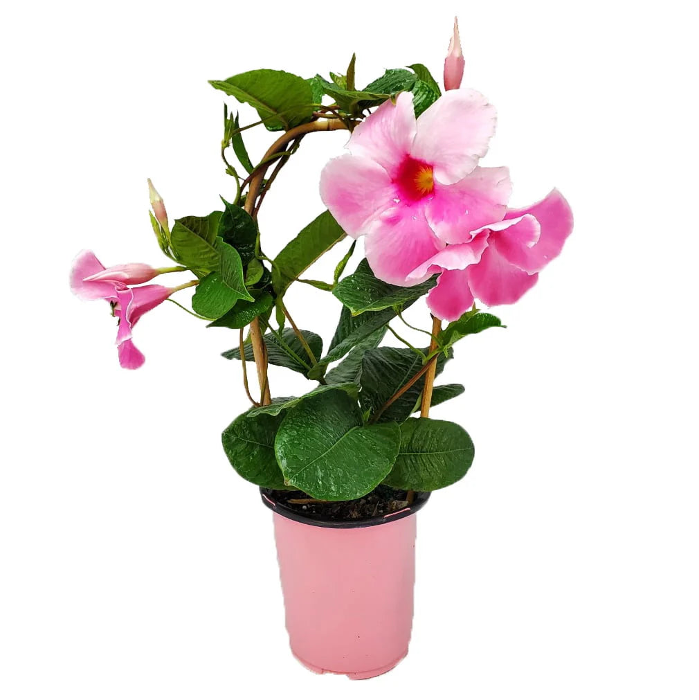 Pink Mandevilla Vine on Starter Trellis X98972