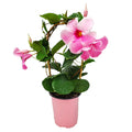 Pink Mandevilla Vine on Starter Trellis X98972