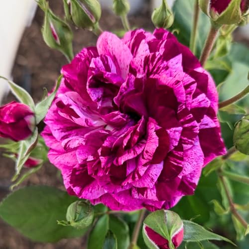 Climbing Roses Live Plants 6-8 Months Old Q9938